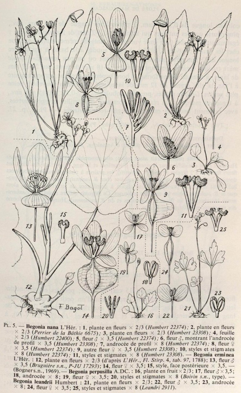 B. perpusilla